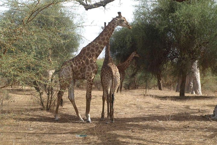 Somone Lagoon and Bandia Park Safari: Day Tour from Dakar photo 3