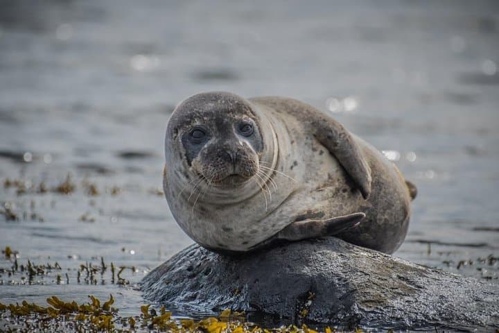 Snæfellsnes Peninsula Full-Day Tour: Kirkjufell, Seals & Lava Beaches photo 2
