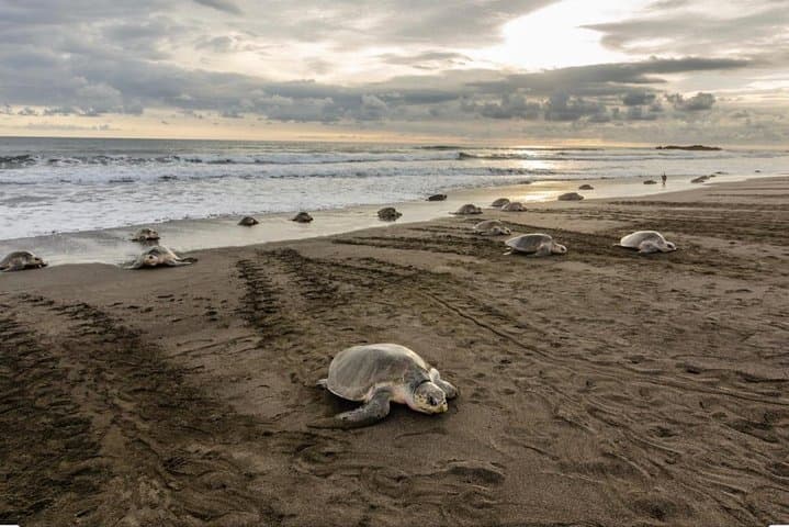 Playa Minas Turtle Night Tour — Watch Nesting Turtles in Costa Rica