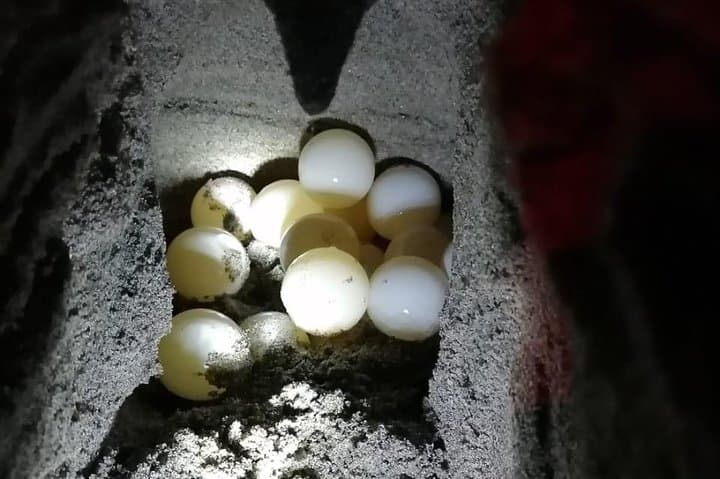 Playa Minas Turtle Night Tour — Watch Nesting Turtles in Costa Rica photo 2