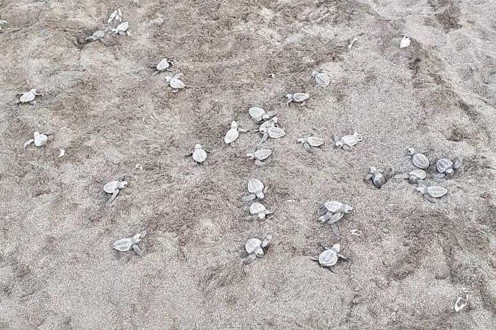 Playa Minas Turtle Night Tour — Watch Nesting Turtles in Costa Rica photo 4