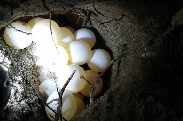 Playa Minas Turtle Night Tour — Watch Nesting Turtles in Costa Rica photo 5