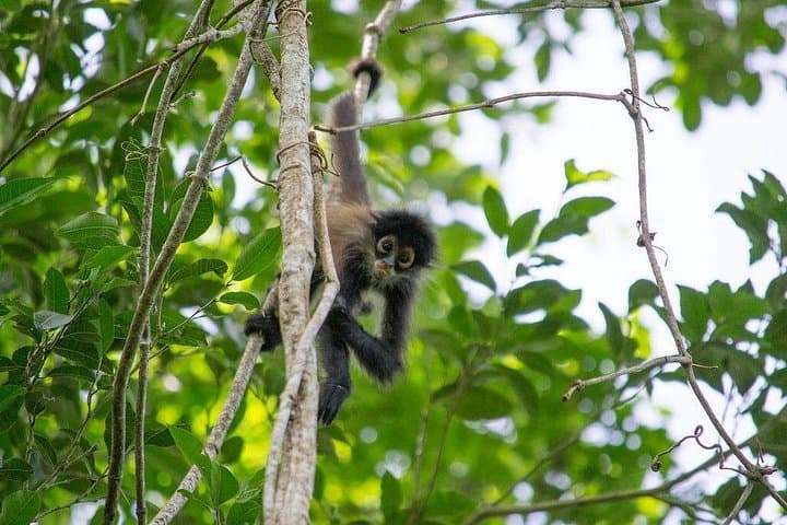 Coba Ruins and Punta Laguna: Private Adventure with Cenote Rappel, Zipline & Monkey Sanctuary photo 1