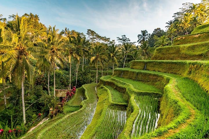 Private Ubud Day Tour — Monkey Forest, Tegalalang Rice Terraces & Tegenungan Waterfall