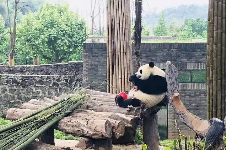 Chengdu Panda Base & Huanglongxi Ancient Town: Private Day Tour from Chengdu photo 6