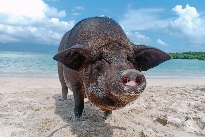 Pig Island & Koh Tan Speedboat Tour: Snorkel, Kayak and Beach Pigs near Koh Samui