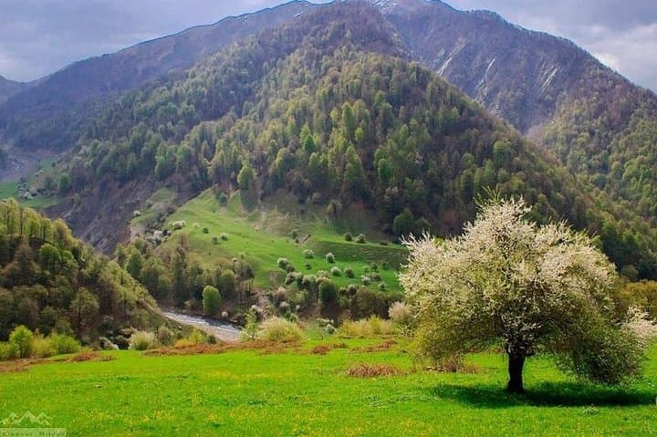 Explore Lankaran & Masalli: Hirkan Forest, Istisu Hot Springs and Coastal Reserves