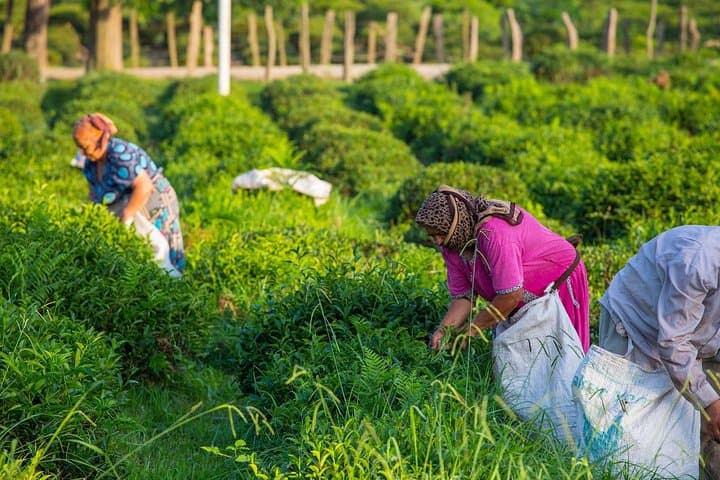 Private Lankaran Tour: Day Trip to Tea Gardens, Museums & Caspian Coast photo 4