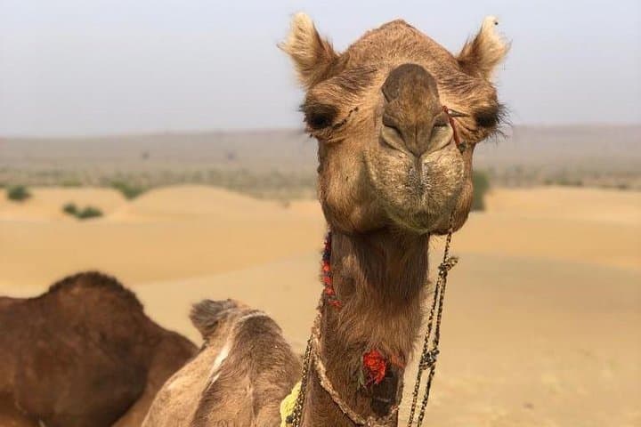 Thar Desert Camel Safari at Sunset — Non-Touristic Half-Day from Jaisalmer photo 2