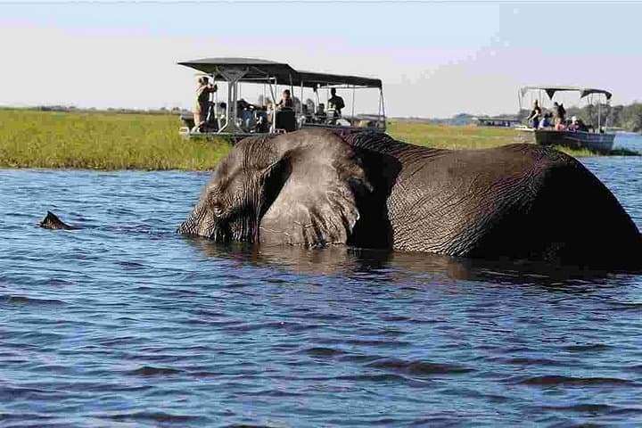 Chobe Full Day Trip: Game Drive and Chobe River Safari from Livingstone photo 5