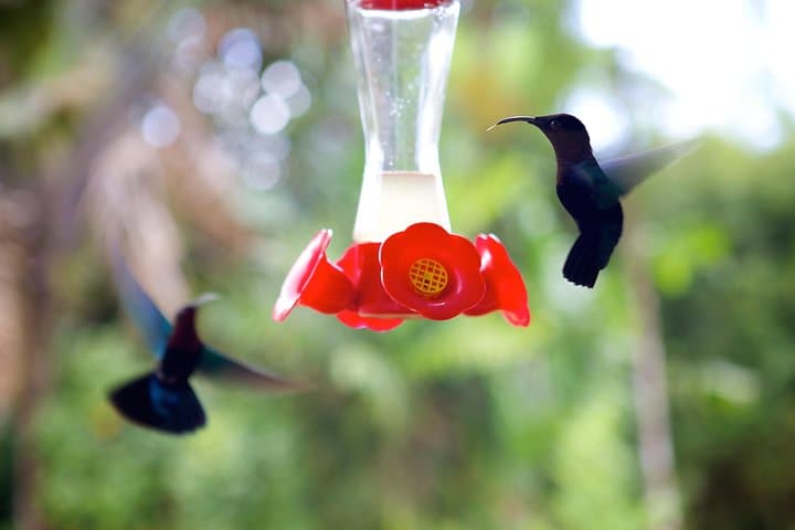 V.I.P Green Escape to Balata Botanical Garden — Martinique Express Nature Tour