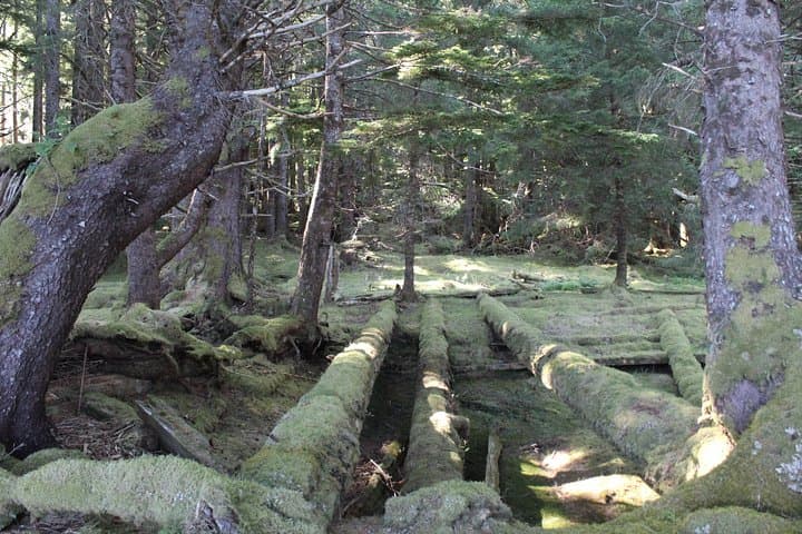 Haida Gwaii 7-Day Small-Group for Seniors: Rainforests, Totems & Coastal Walks photo 2