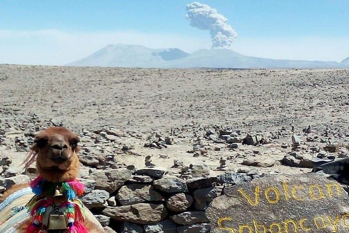 Chivay to Puno: Colca Canyon Scenic Bus Transfer with Wildlife Stops photo 6