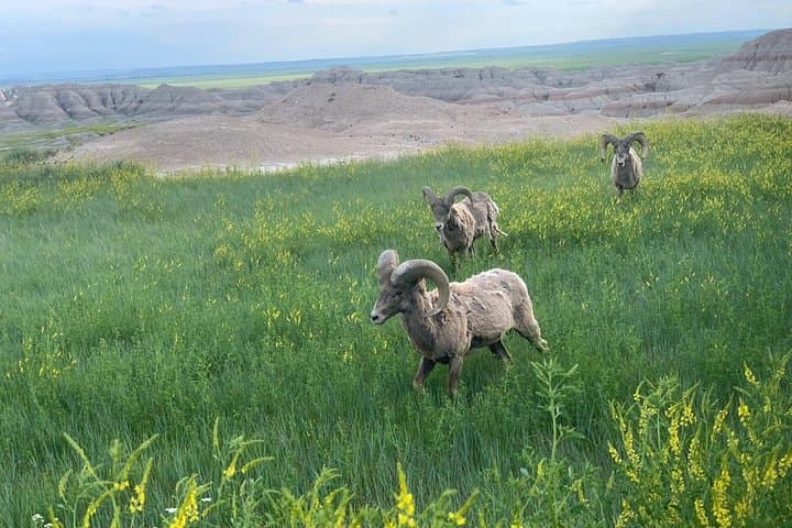 Private Badlands Day Tour from Rapid City — Badlands National Park & Minuteman Site photo 3