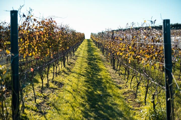Waiheke Island Private Luxury Wine Tour from Auckland photo 4