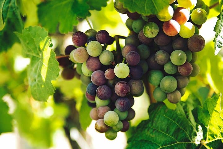Waiheke Island Private Luxury Wine Tour from Auckland photo 6