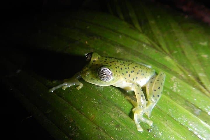 Night Jungle Hike Near Panama City — Private 4-Hour Biologist-Led Tour photo 1