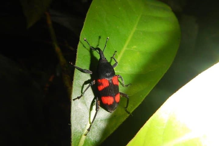 Night Jungle Hike Near Panama City — Private 4-Hour Biologist-Led Tour photo 2