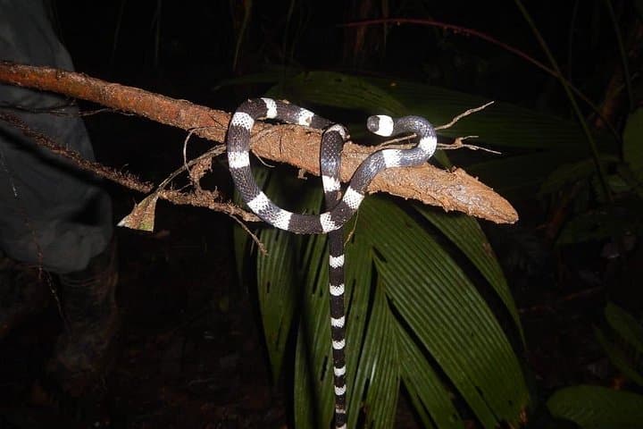 Night Jungle Hike Near Panama City — Private 4-Hour Biologist-Led Tour photo 4