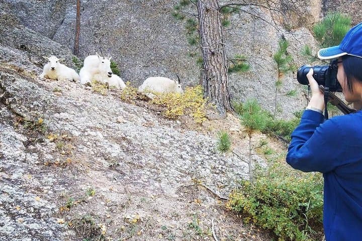 Ultimate Black Hills Day Tour: Mount Rushmore, Crazy Horse and Custer State Park photo 3
