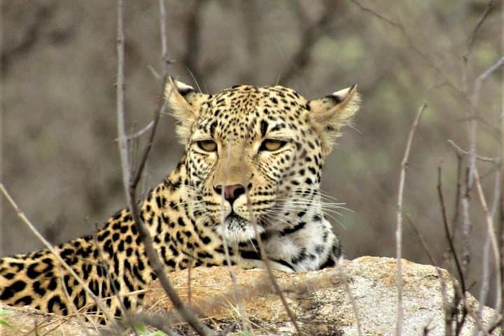 Afternoon Kruger National Park Safari: Big-5 Game Drive from Hazyview