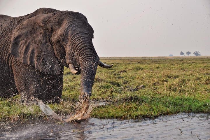 Chobe 3-Hour Sunset Boat Cruise: Kasane Wildlife on the Chobe River photo 6