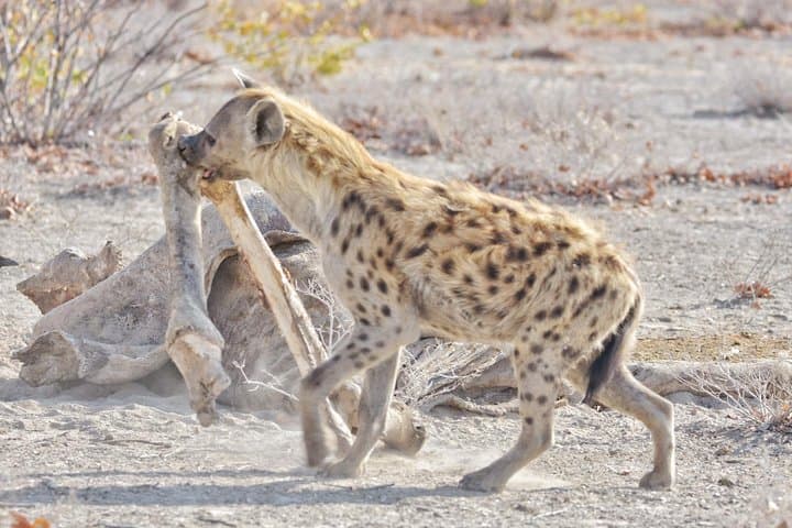 Botswana Classic Camping Safari: 8 Nights Through Okavango, Moremi & Chobe photo 4