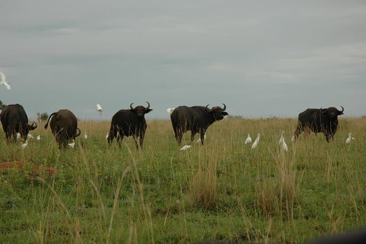 3-Day Murchison Falls Adventure Safari: Nile Boat Cruise, Game Drives & Chimp Trek photo 5