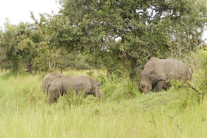 3-Day Murchison Falls Adventure Safari: Nile Boat Cruise, Game Drives & Chimp Trek photo 4