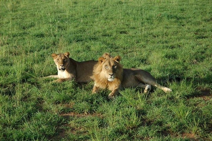 3-Day Murchison Falls Adventure Safari: Nile Boat Cruise, Game Drives & Chimp Trek photo 6