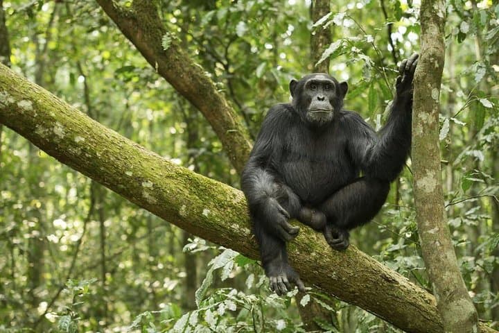 9-Day Uganda: Primates, Tree-Climbing Lions & Gorilla Trekking (Midrange) photo 5