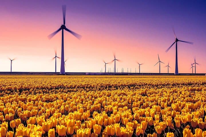 Tulips & Canals: Private Day Trip to the Dutch Flower Fields and Giethoorn from Amsterdam