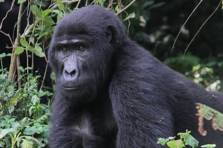 5-Day Uganda Safari: Gorilla Trekking & Nile White Water Rafting Adventure photo 3