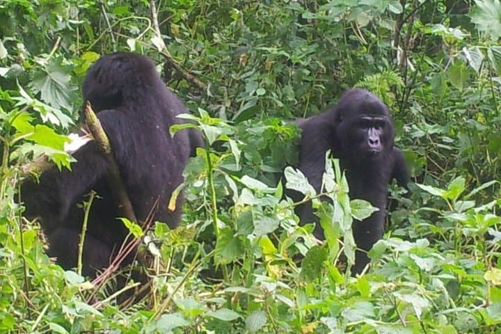 5-Day Uganda Safari: Gorilla Trekking & Nile White Water Rafting Adventure photo 4