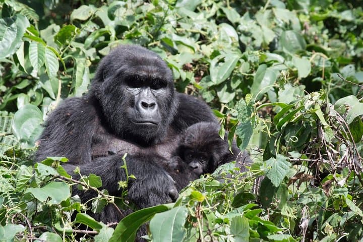 3-Day Budget Gorilla Trekking Safari in Bwindi Impenetrable Forest photo 4