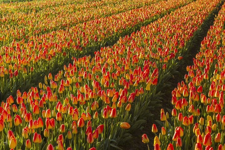 Tulips & Canals: Private Day Trip to the Dutch Flower Fields and Giethoorn from Amsterdam photo 4