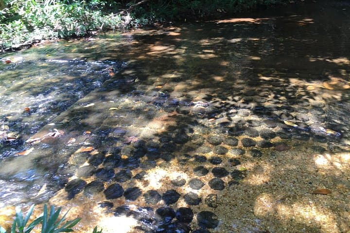 Kbal Spean and Beng Mealea: Private Day Tour from Siem Reap photo 6