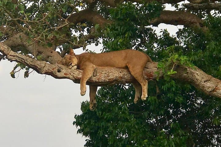3-Day Murchison Falls Safari: Big-5 Game Drives, Boat Cruise & Rhino Tracking photo 6