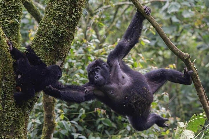 3-Day Budget Gorilla Trekking Safari in Bwindi Impenetrable Forest