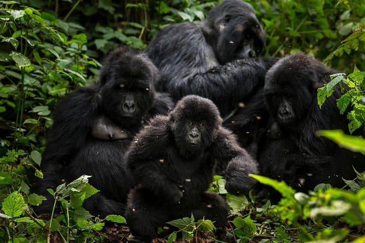 Rwanda 3-Day Gorilla Safari — Mid-Range Volcanoes National Park Trek photo 3