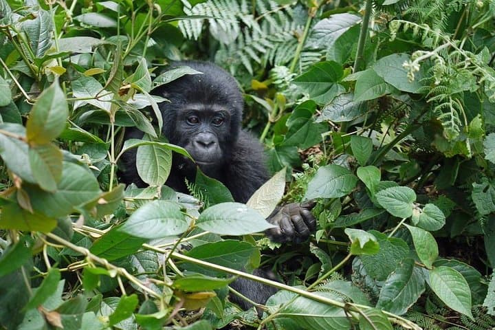 3-Day Budget Gorilla Trekking Safari in Bwindi Impenetrable Forest photo 6