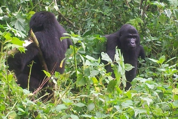 3-Day Budget Gorilla Trekking Safari in Bwindi Impenetrable Forest photo 3