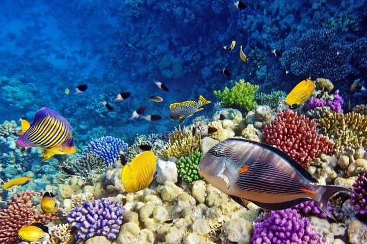 Full-Day Snorkeling at Paradise Island (Giftun) — From Hurghada