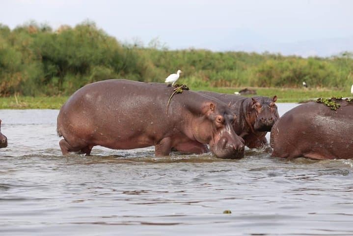 7-Day Uganda Safari: Murchison Falls to Queen Elizabeth — Midrange Lodge Adventure photo 4