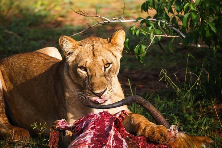 Luxury 4-Day Flight Safari to Kidepo Valley National Park photo 2