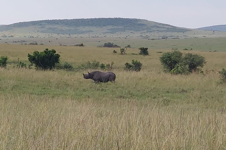 Maasai Mara Safari: 3-Day Game Drives & Maasai Culture photo 2