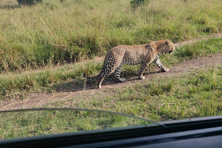 Maasai Mara Safari: 3-Day Game Drives & Maasai Culture photo 3