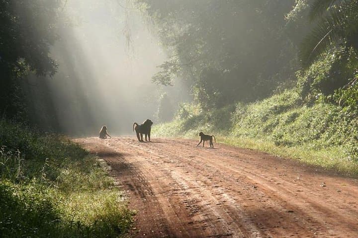 9-Day Uganda: Primates, Tree-Climbing Lions & Gorilla Trekking (Midrange) photo 6