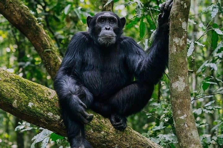 9-Day Uganda: Primates, Tree-Climbing Lions & Gorilla Trekking (Midrange) photo 4