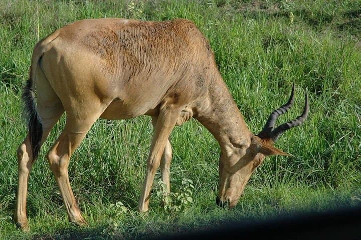 Luxury 4-Day Flight Safari to Kidepo Valley National Park photo 6